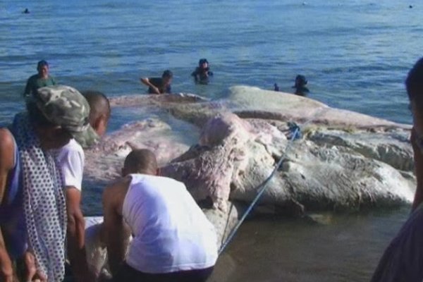 Kraken зеркала gigageek ru