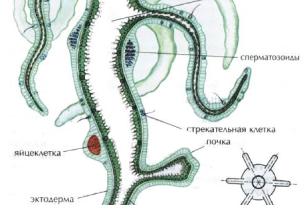 Кракен сайт в тор браузере