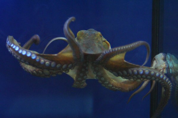 Kraken marketplace