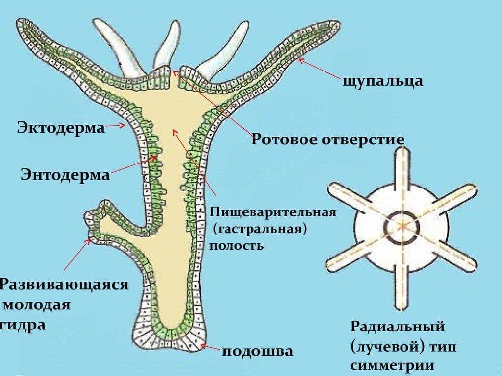 Kraken krn